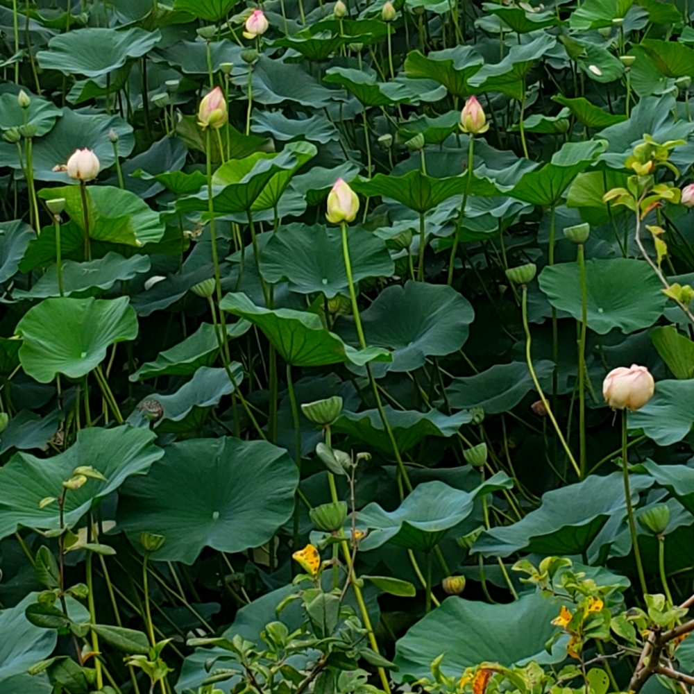 Meet your Posher, Inna